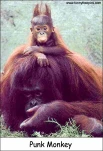 funny-picture-4225