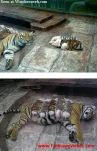 funny-picture-2116