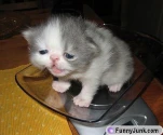 funny-picture-2479