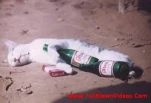 funny-picture-3671