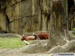 funny-picture-4015