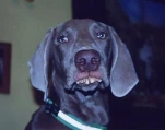 funny-picture-1021