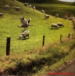funny-picture-4398