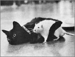 funny-picture-4022
