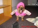 funny-picture-3533