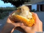 funny-picture-5771