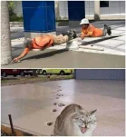 catpawss