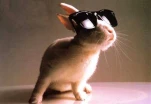 raybanbunny