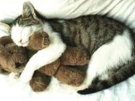 KITTYHUG