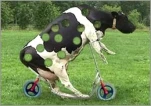HOLYCOW